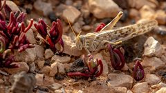 Schistocerca gregaria