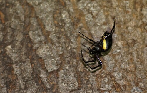 African Hermit Spider