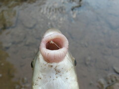 Moxostoma macrolepidotum