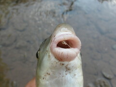 Moxostoma macrolepidotum