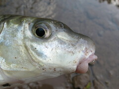 Moxostoma macrolepidotum