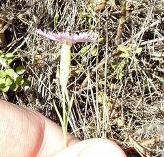 Dianthus ramosissimus