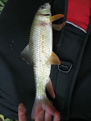 Moxostoma macrolepidotum