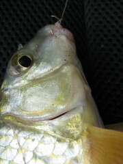 Moxostoma macrolepidotum