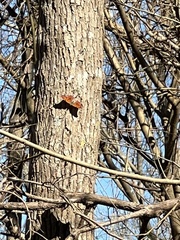 Polygonia interrogationis