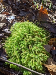 Pyrrhobryum spiniforme