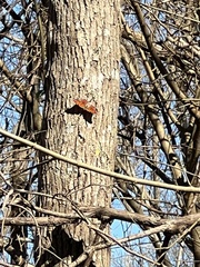 Polygonia interrogationis
