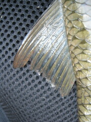 Moxostoma macrolepidotum