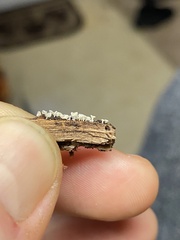 Polydesmia pruinosa