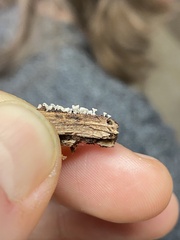 Polydesmia pruinosa