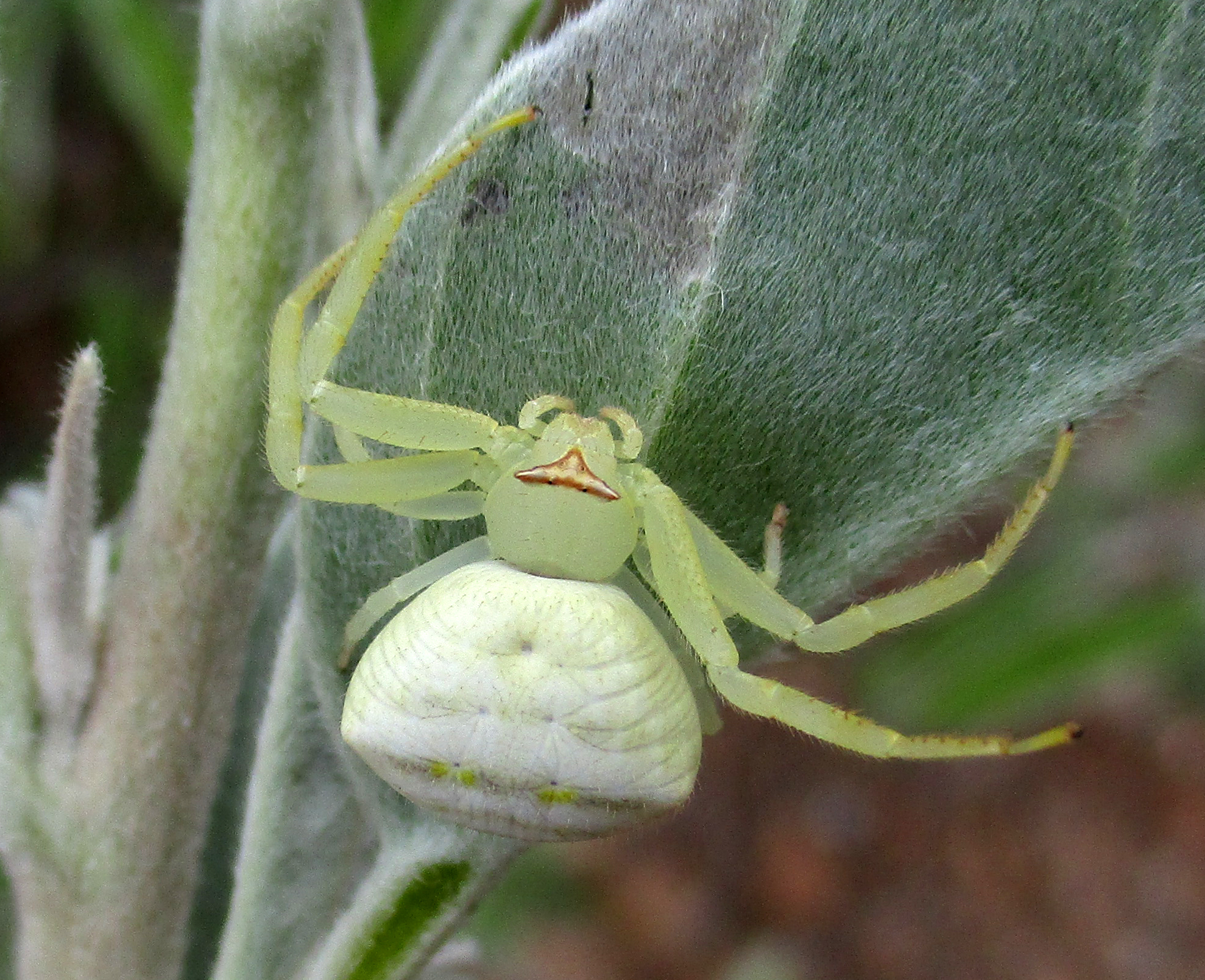 Thomisus zuluanus · iNaturalist
