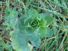 Euphorbia helioscopia