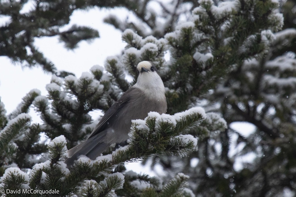 Canada Jay from Frenchvale, NS, Canada on January 07, 2023 at 0925 AM