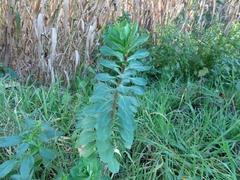Euphorbia helioscopia
