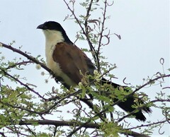 Centropus senegalensis