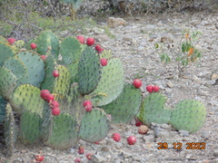 Opuntia stenopetala
