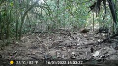 Himantornis haematopus