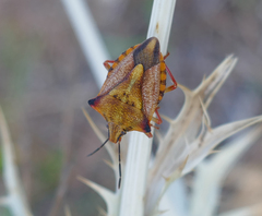 Carpocoris mediterraneus