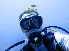 Gnathanodon speciosus