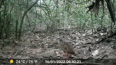 Himantornis haematopus