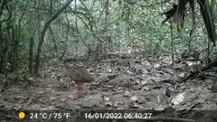 Himantornis haematopus