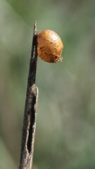 Latrodectus tredecimguttatus