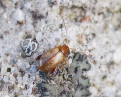Longitarsus lycopi