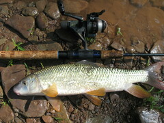 Moxostoma macrolepidotum