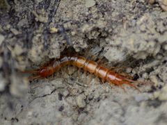 Lithobiidae