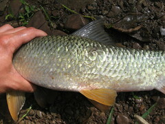 Moxostoma macrolepidotum
