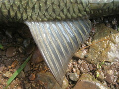 Moxostoma macrolepidotum