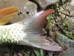 Moxostoma macrolepidotum