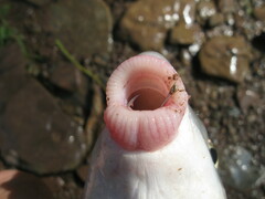 Moxostoma macrolepidotum