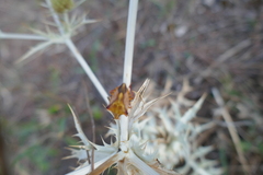 Carpocoris mediterraneus