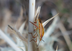 Carpocoris mediterraneus