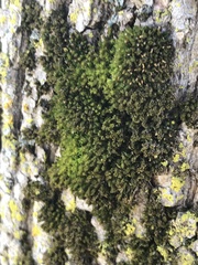 Orthotrichaceae