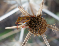 Carpocoris mediterraneus