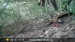 Himantornis haematopus