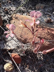 Pelargonium pinnatum