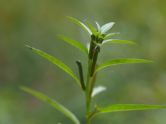 Ludwigia epilobioides