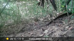 Himantornis haematopus