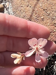 Pelargonium pinnatum