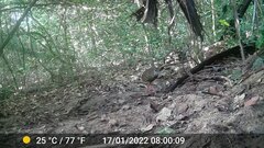 Himantornis haematopus