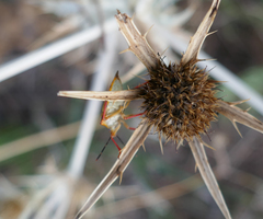 Carpocoris mediterraneus