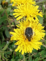 Tropinota squalida