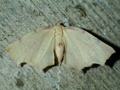 Slossonia rubrotincta