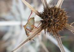 Carpocoris mediterraneus