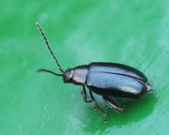 Phyllotreta