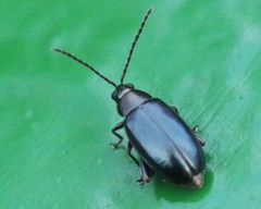 Phyllotreta
