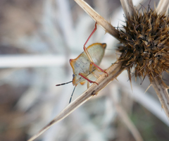 Carpocoris mediterraneus